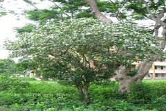 Murraya paniculata
